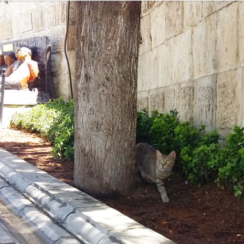 streetcatsistanbul:Cat of Gaziantep Castle For more photos of Istanbul’s street cats daily at Street