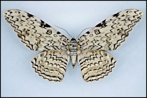 Thysania Agrippina Is A Species Of Moth In The Family Erebidae. It Was Described By Maria Sibylla Merian