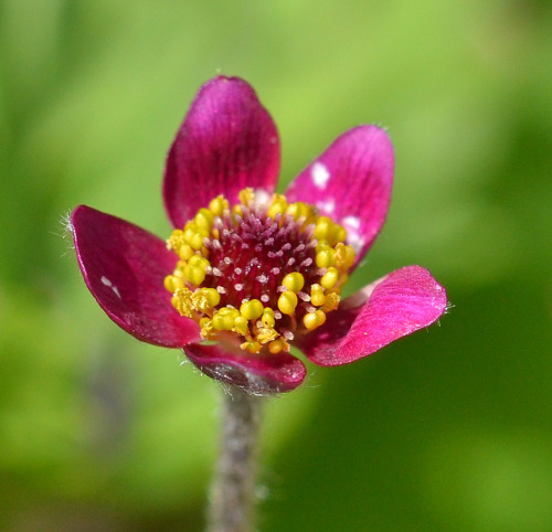 Flowers of Dry Fork Canyon, below the Big Springs Saddle. Photo credits, Steve Hegji.
Steve took a hike up there and took a photo sampler of my backyard. As you can see, it is a beautiful hike with a beautiful view, one of my favorites and has...