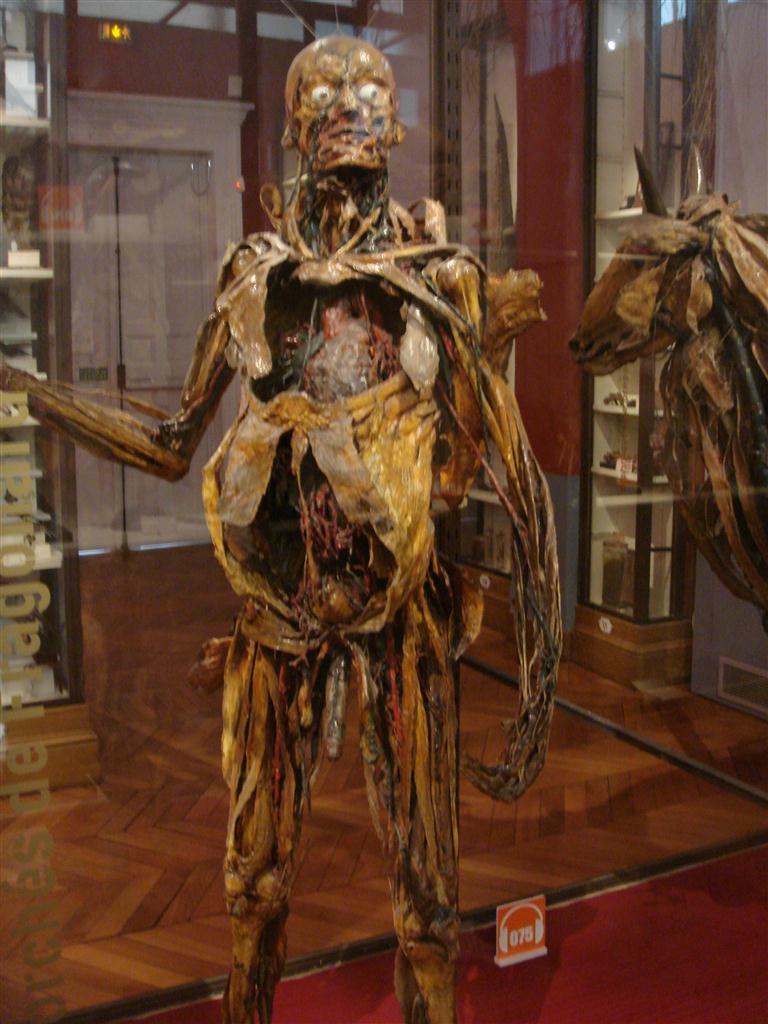 sixpenceee:  oddphilosiphies:  sixpenceee:  Another oddity museum for all the bizarre
