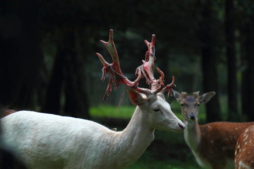 celtic-forest-faerie:  {Bloody Velvet} by adult photos