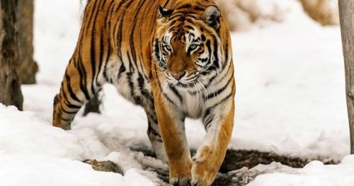 Tiger Running Through Snow | Eric Kilby/via Flickr [Licensed under CC BY 2.0]