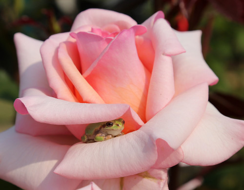 lonequixote:  every now and then… you gotta stop and smell the roses… and the frog! 