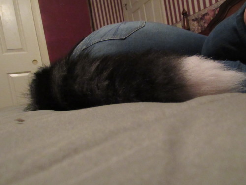 My tails I got from over the years!