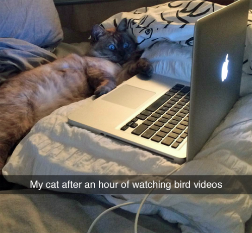 There’s a video. (photo via BreakfasttheCat)