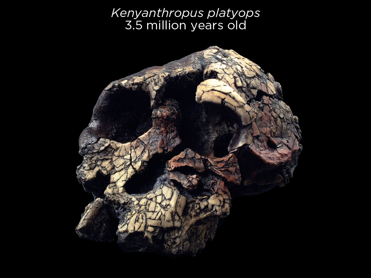 skunkbear:  Beautiful reconstructed hominin skulls — the early members of humanity’s