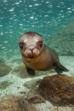 plasmatics:  Lion - Baja California Sur [via/more]