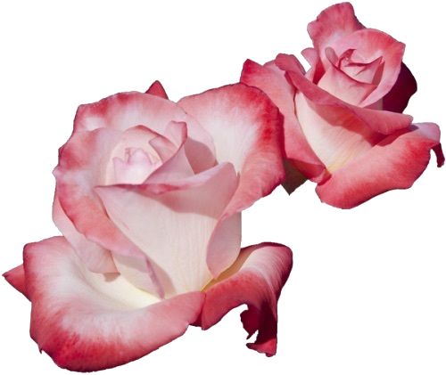 flower pngs