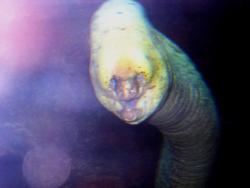 spitecho:  ♪ When the moon hits your eye ♪ hoodtrash:  WHAT THE FUCK IS THAT IM ABOUT TO CRY  ♪ That’s a moray ♪  you beautiful people make my world seem to shine :)