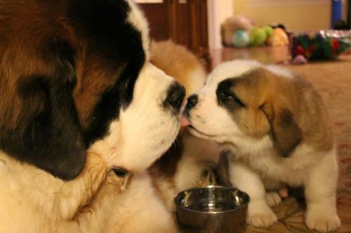 st bernard