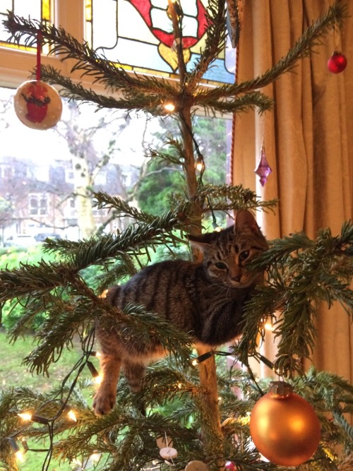 enfant&ndash;terrible:came in to find an angel at the top of the christmas tree