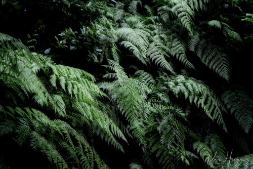 uwhe-arts: ferns in the laurisilva forest | uwhe-arts