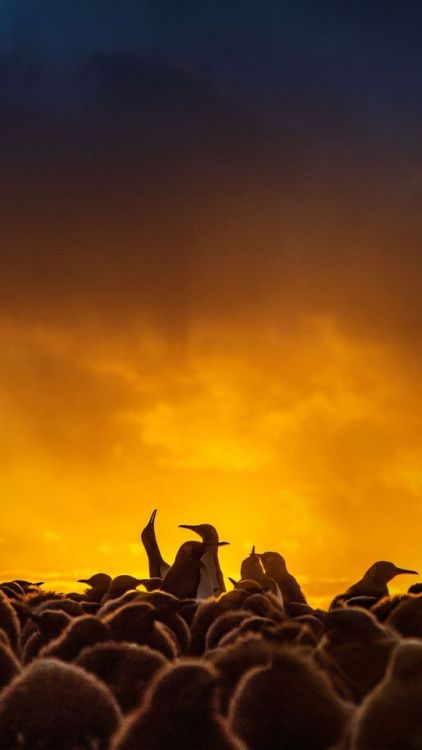 Penguins, herd, aquatic life, 1080x1920 wallpaper @wallpapersmug : ift.tt/2FI4itB - 