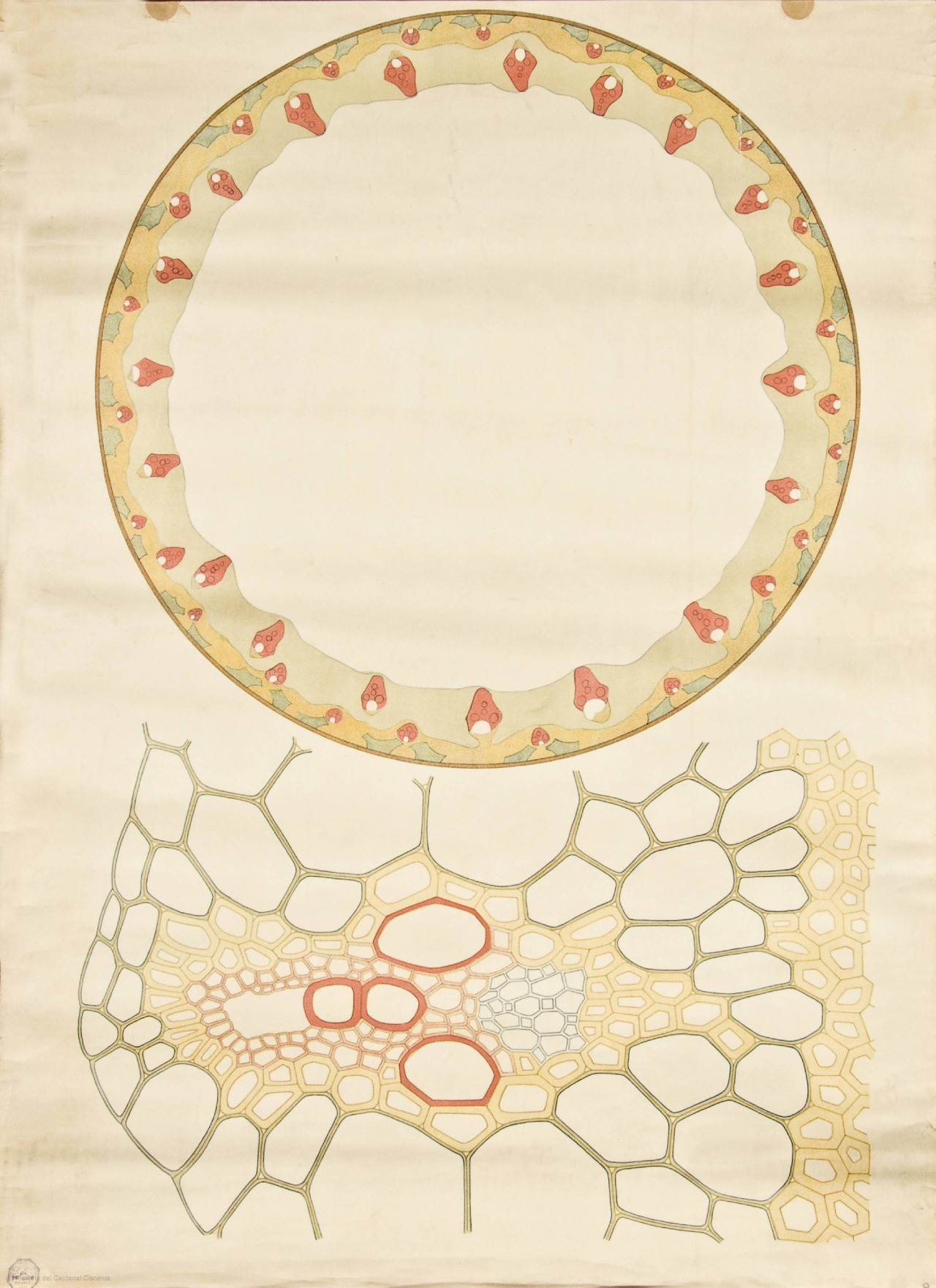 vergeten-plant:   Anatomy of plant cells 