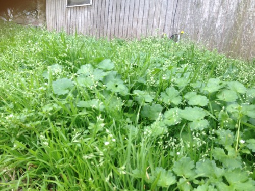 milkhappy:we haven’t been mowing the lawn and a bunch of cushy grass and flowers grew