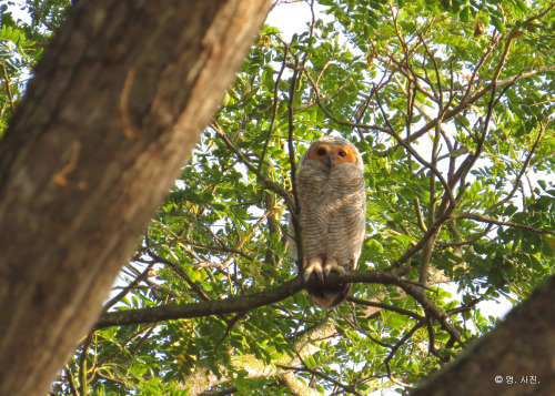 thebigyear2015:Spotted wood owl @ Pasir Ris Park
