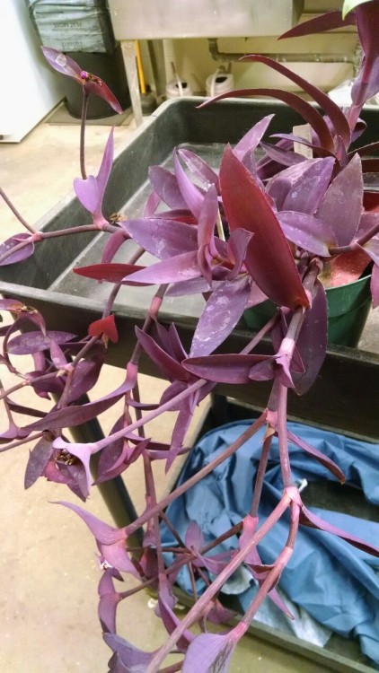 10/1/16: Setcreasea purpurea, or “Purple heart”; a flowering plant species with purple s