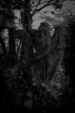 undying-orchid:  Abney Park Cemetery in London,