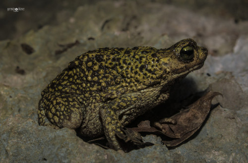 frogs-from-bogs:Peltophryne armata by Germán Chávez