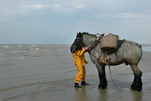 ainawgsd:   On the northwest Belgian coast, there is a little known tradition: shrimp fishing on horseback.   The activity consists of what its name describes: fishing shrimp on a horse.    In the 15th century, shrimp fishing on horseback was still practi