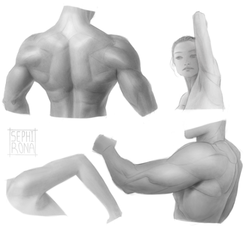 Some more tricep studies, plus some back review~