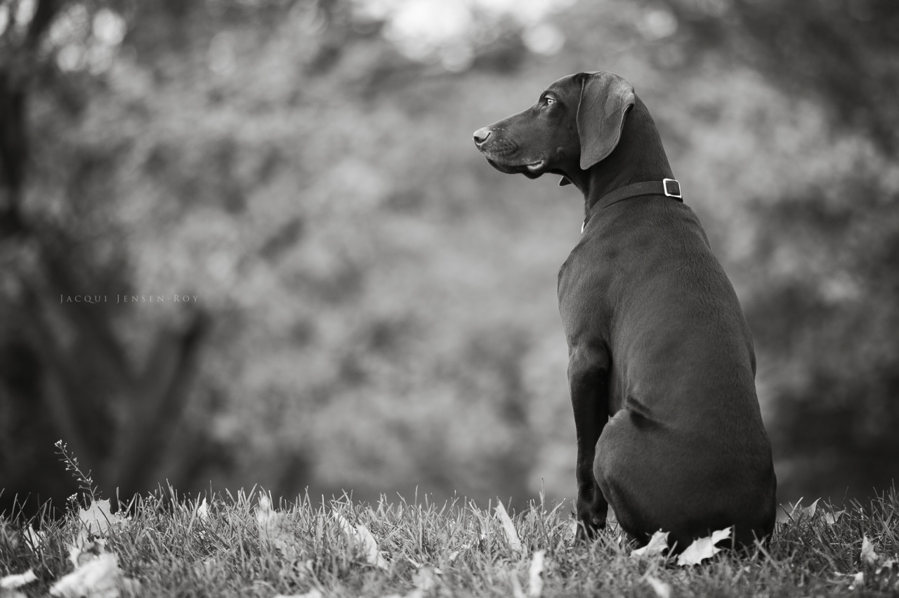 jacquijr-blackandwhite:  Hunter and his goofy ears.  German Shorthaired Pointer,