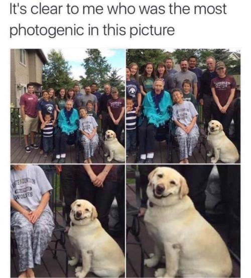 thedailypositivityblog: The dog would be the most photogenic no matter who is in the picture via /r/