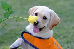 4wkah:  iqhones:  the-absolute-funniest-posts:  awwww-cute: Guide Dog in training! guiding his way to my heart  awh it’s so cute!   following back similar