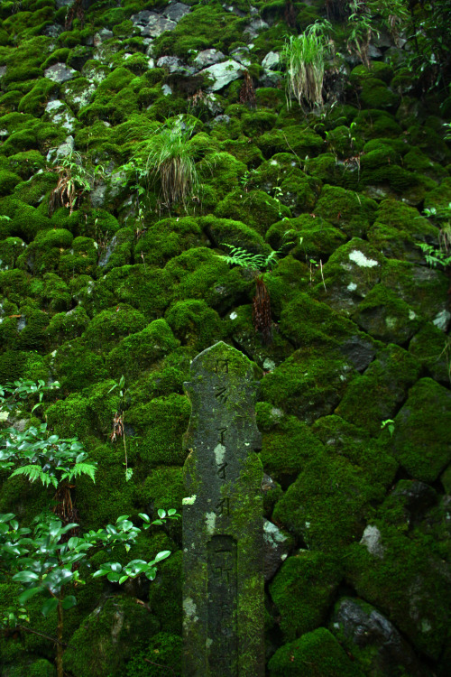 Moussé During a walk in the mountains at the north of Kyoto, making my way through the flooding moss