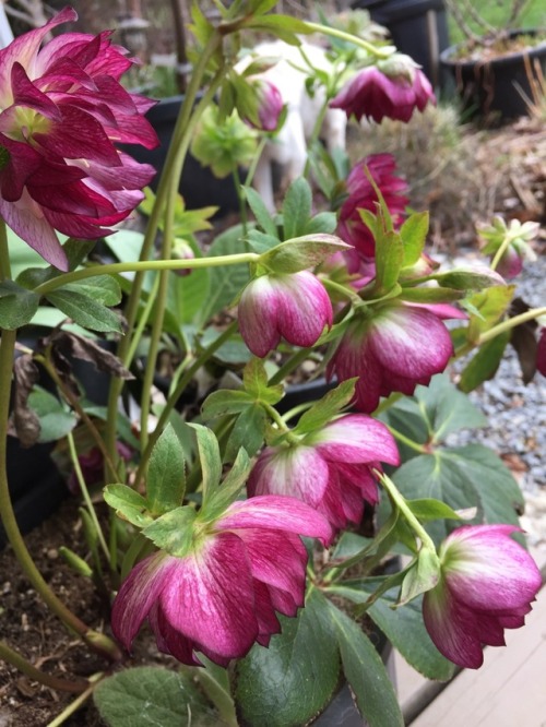 5-and-a-half-acres:Various hellebores.