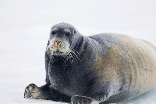 If Vinny Was A Seal He Would Be A Bearded Seal