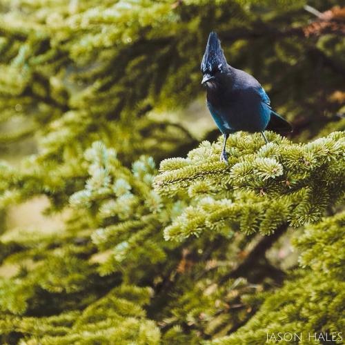 natureconservancy:
“The blue feathers of this Stellar’s Jay were so vibrant on Mount Saint Piran—@hales_photo.
”