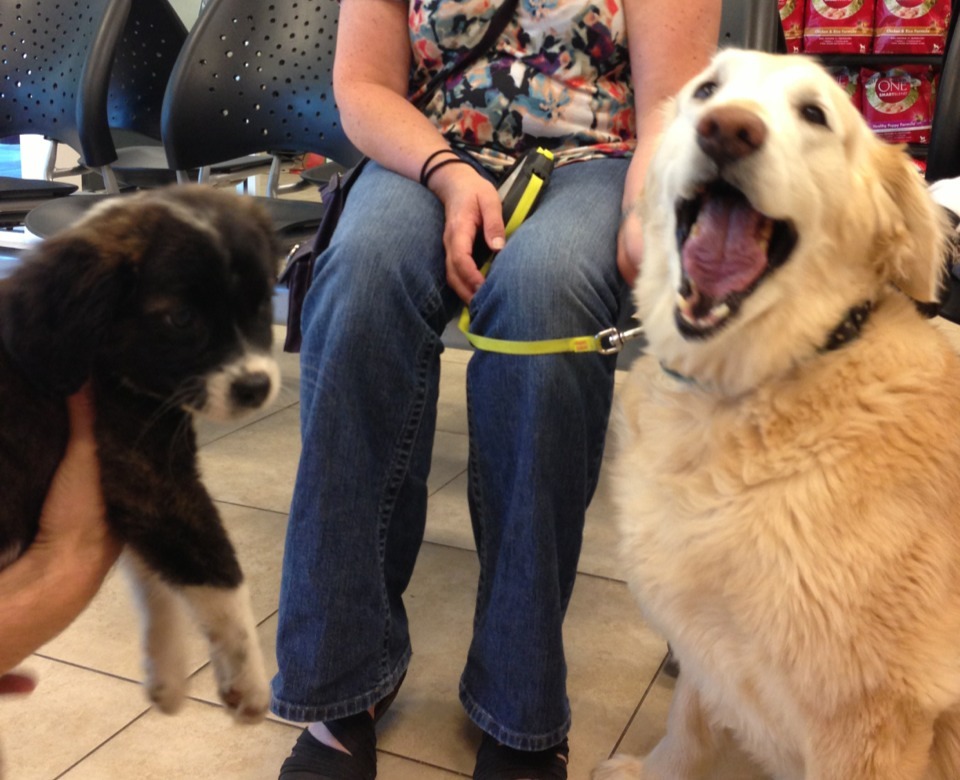 officialpuppy:  daisy meeting her new sister for the first time…. I think she likes