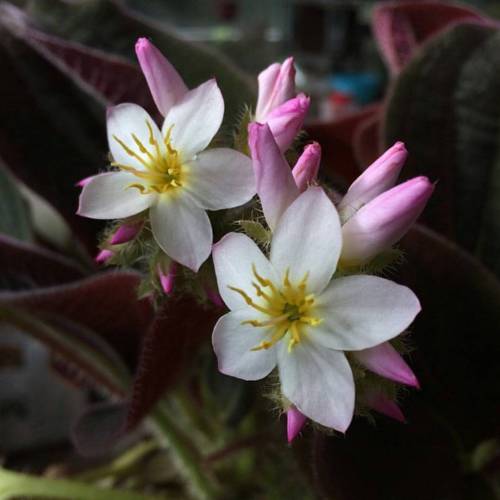 Bertolonia is a genus in the family Melastomataceae. Consisting of about 13 species, these plants ar