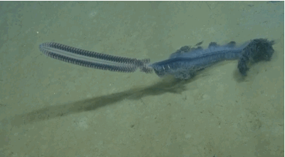 ftcreature:The Featured Creature: Deep Sea Siphonophore: a Creature Made of Creatures