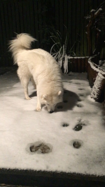cloudthesamoyed:  cloud being confused at snow. and eating it  