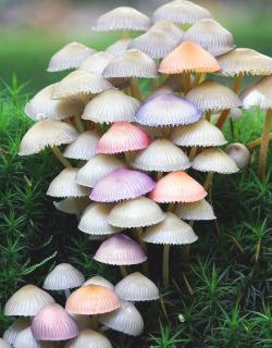 geneticist:  Genus Mycena