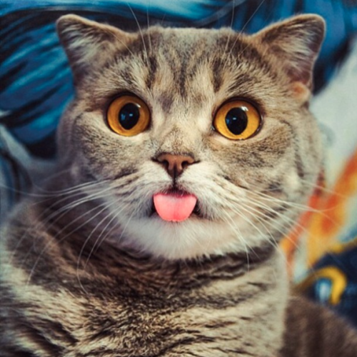 catsbeaversandducks:  Her Name Is Melissa  Melissa has seen things. Terrible things. Photos by ©Melissa Einstein 