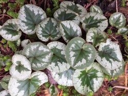 5-and-a-half-acres: Fresh Cyclamen coum leaves.