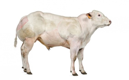 mothernaturenetwork:Not your average cow! 10 most exceptional cattle breedsCows have a long history 