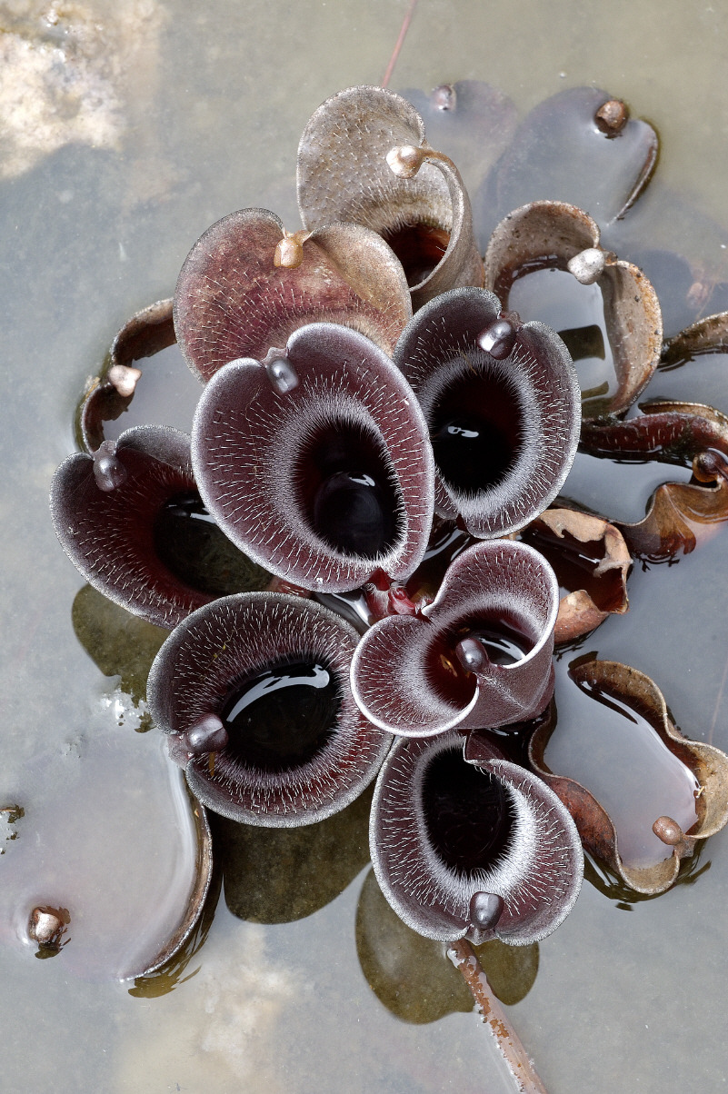 curiousbotanicals:  Heliamphora pulchella 