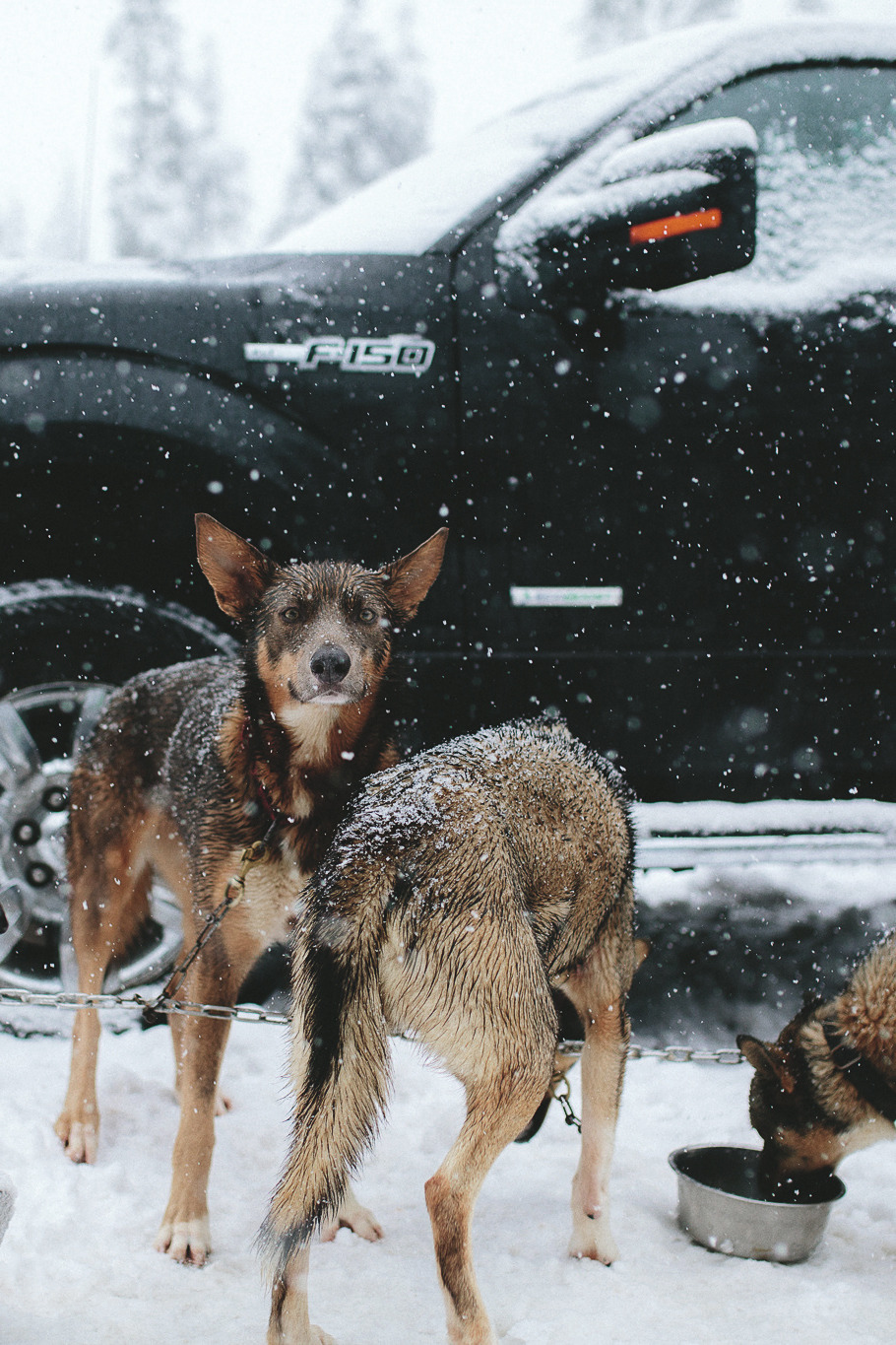 captvinvanity:  Nick Carnera | Teamwork