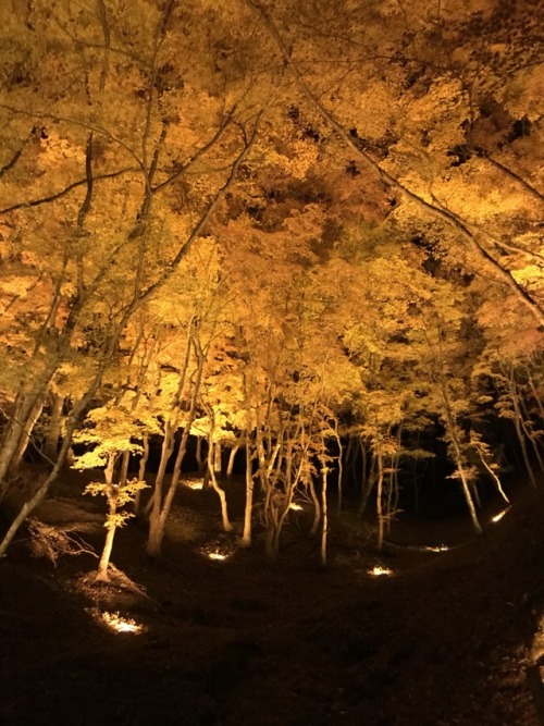 asuka0428:I went to 香嵐渓(Kourankei) to see the autumn foliage with a friend 友達と紅葉を見に香嵐渓へ行きました。Here is