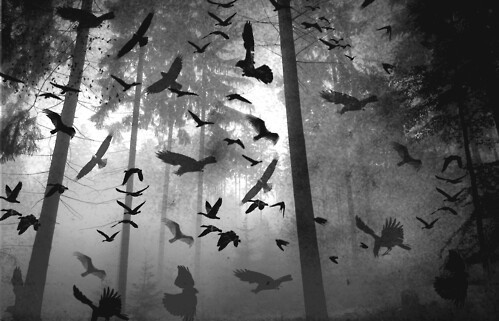 nodream:   