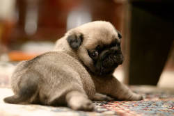 My Pug Obsession