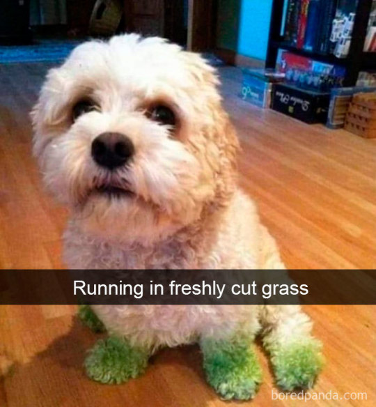 Animal snaps (via)
