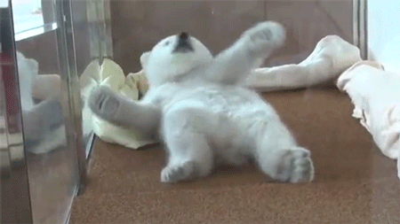 sizvideos:  Watch this baby polar bear getting very comfy in bed 