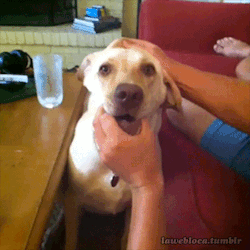https://64.media.tumblr.com/50e9153b4730ed26c5ac7b0f93f2bc25/tumblr_muspw0wszc1s02vreo1_400.gif