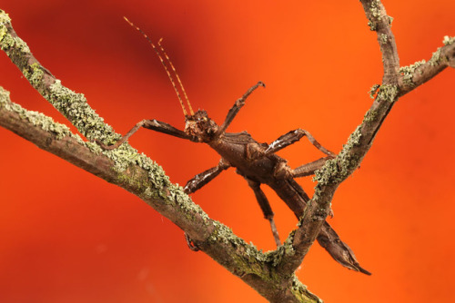 lovingexotics: Giant Spiny Stick Insect Eurycantha Calcarata Source: Here