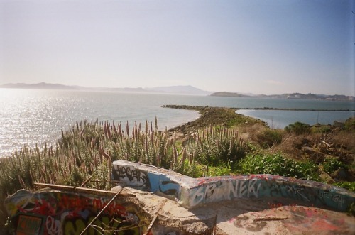 Wild flowers of Oakland’s Albany Bulba park formed on an old landfill, a changing chameleon skin of 